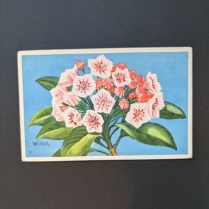 5/$25 Vintage 1950's Blank Mountain Laurel Floral Postcard